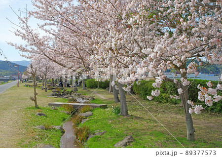 福岡県宮若市の犬鳴川河川公園桜とせせらぎ水路 89377573