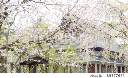 満開の桜に囲まれ樺細工伝承館 角館の春 満開の桜に囲まれ樺細工伝承館 角館の春 89377625