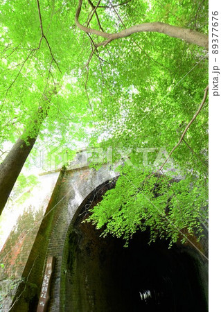 愛岐トンネル群の青もみじ 愛岐トンネル群の青もみじ 89377676