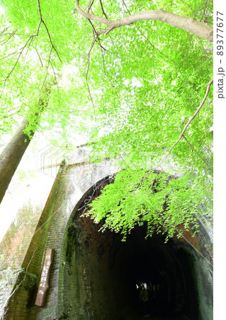 愛岐トンネル群の青もみじ 愛岐トンネル群の青もみじ 89377677