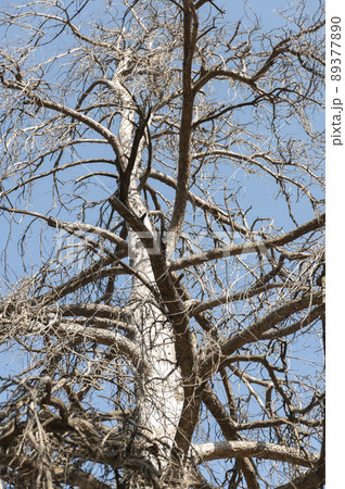 Old dry gnarled pine tree. Old dry gnarled pine tree. 89377890