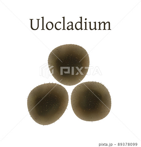 Ulocladium mold vector illustration isolated on white background. Ulocladium mold vector illustration isolated on white background. 89378099