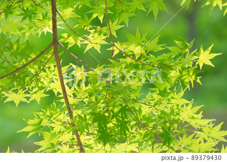若葉近景3 若葉近景3 89379430