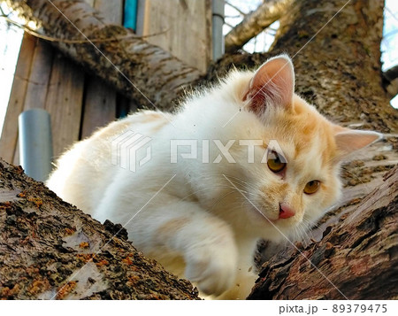 木の上の猫 89379475