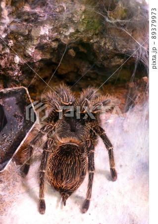 Close-up of a large spider with a spider web. 89379973