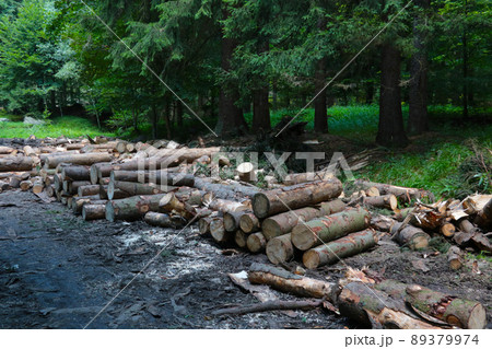 View of the felled trees in the forest. Deforestation. 89379974