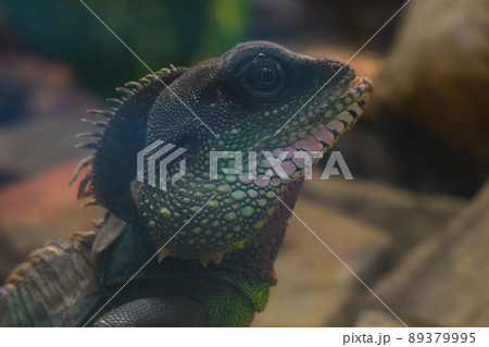 Close-up of a beautiful green chameleon. 89379995