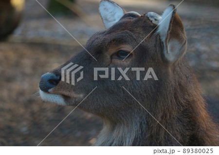 Close-up of a portrait of a wild deer in the forest. 89380025