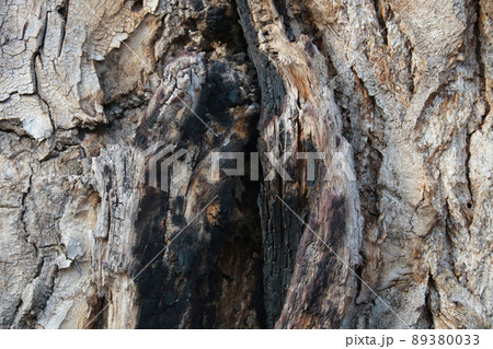Close-up of the gray bark of an old large tree, background. Close-up of the gray bark of an old large tree, background. 89380033