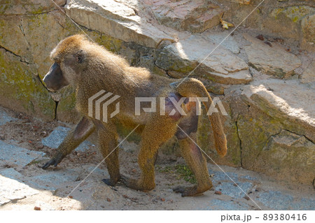 Baboons are a genus of primates from the monkey family. An adult. Baboons are a genus of primates from the monkey family. An adult. 89380416