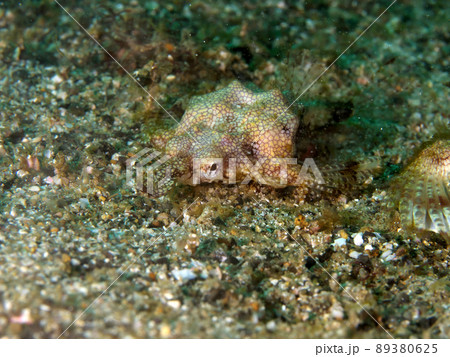 左斜め前から見たウミテング 左斜め前から見たウミテング 89380625