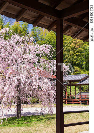 八事山興正寺の普門園、満開の桜〈愛知県名古屋市〉 89380753