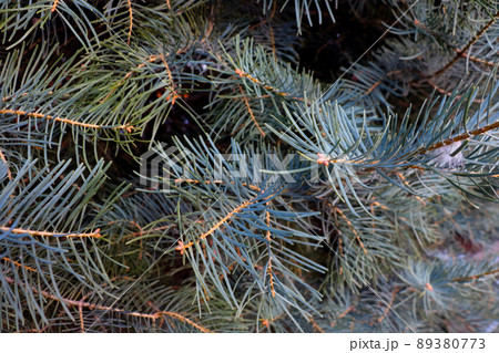 View of the beautiful branches of pine trees in the forest. 89380773