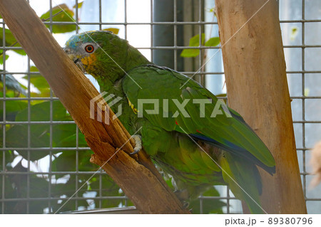 A green parrot in a cage sits on a tree. A green parrot in a cage sits on a tree. 89380796