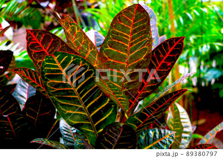 Codiaum motley is a perennial evergreen shrub, a species of the genus Codiaum of the Euphorbia family. 89380797