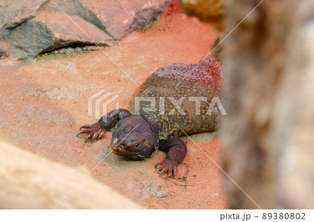 A view of a lizard lying on the sand. A view of a lizard lying on the sand. 89380802