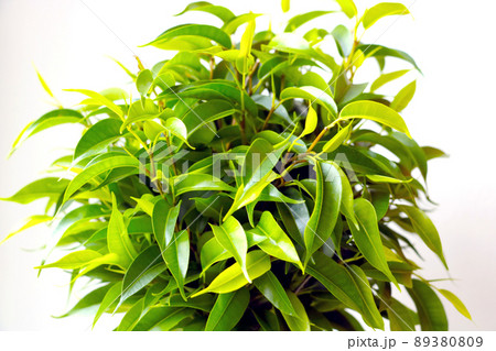Green ficus leaves on a white background. 89380809