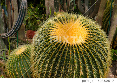Beautiful large cacti with needles in hot climates. 89380817
