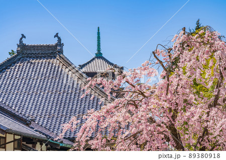 八事山興正寺の普門園、満開の桜〈愛知県名古屋市〉 89380918