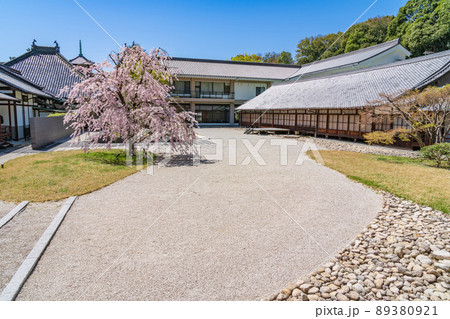 八事山興正寺の普門園、満開の桜〈愛知県名古屋市〉 八事山興正寺の普門園、満開の桜〈愛知県名古屋市〉 89380921