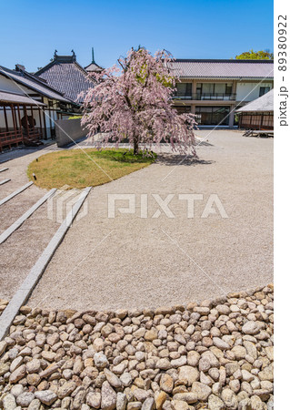 八事山興正寺の普門園、満開の桜〈愛知県名古屋市〉 89380922