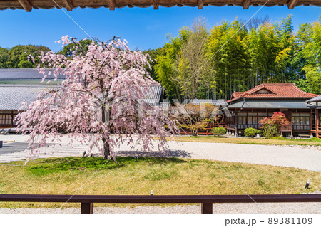 八事山興正寺の普門園、満開の桜〈愛知県名古屋市〉 八事山興正寺の普門園、満開の桜〈愛知県名古屋市〉 89381109