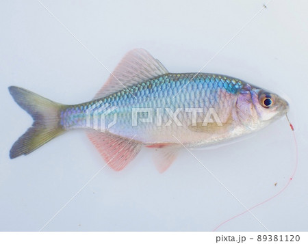 タナゴ釣りで釣れたカネヒラ タナゴ釣りで釣れたカネヒラ 89381120