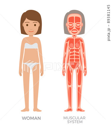 Muscular System of Young Woman Colorful Banner Muscular System of Young Woman Colorful Banner 89381145