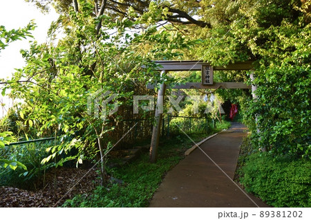 春の夕方の住吉神社 熊本 春の夕方の住吉神社 熊本 89381202