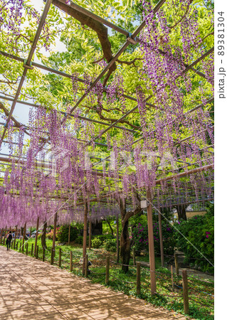 曼陀羅寺公園、満開の藤〈愛知県江南市〉 89381304