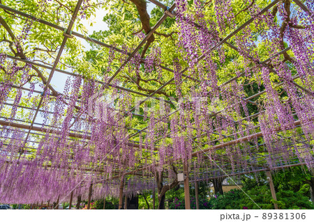 曼陀羅寺公園、満開の藤〈愛知県江南市〉 89381306