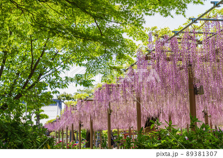曼陀羅寺公園、満開の藤〈愛知県江南市〉 89381307