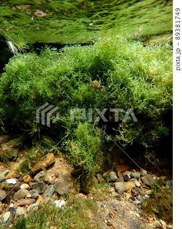 水草に隠れる小魚のいる水中風景 水草に隠れる小魚のいる水中風景 89381749