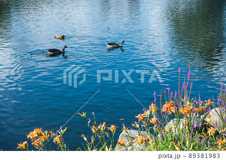 lake shore with flowers, wild ducks swim in water lake shore with flowers, wild ducks swim in water 89381983