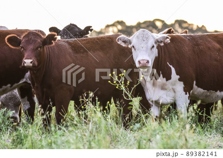 Cows in Countryside,in  Pampas landscape, Argentina 89382141