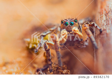 Spider portrait, jumping spider portrait - Aurelius v-insignitus Spider portrait, jumping spider portrait - Aurelius v-insignitus 89382170