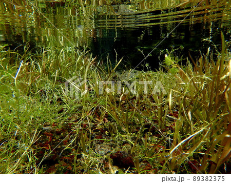 水草のある水中風景 水草のある水中風景 89382375