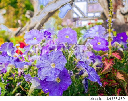 花壇に咲く紫色のペチュニアの花 89383889