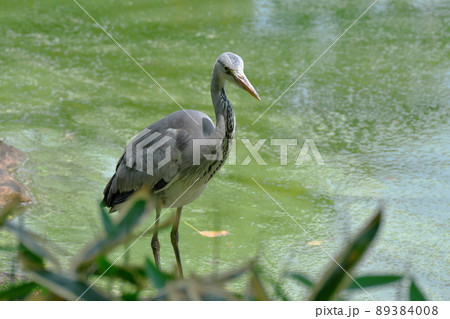 池に飛来したアオサギ 池に飛来したアオサギ 89384008