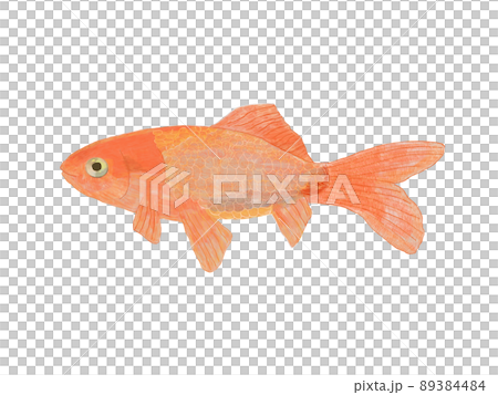 日本金紅白背 89384484