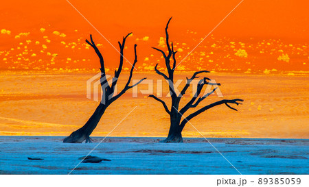 Silhouette of dead camel thorn trees in Namib Desert 89385059