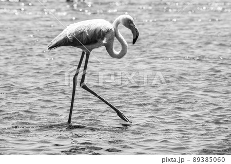 Flamingo walk in shallow water  89385060