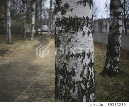 birches in the park  in spring 89385289