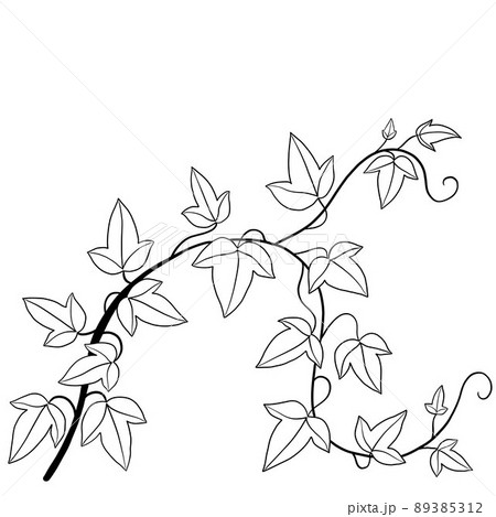 Simplicity ivy freehand drawing flat design. Simplicity ivy freehand drawing flat design. 89385312