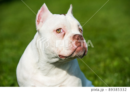 American Bully puppy dog sitting on green grass 89385332