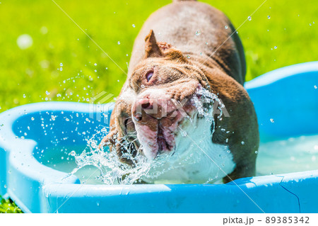 American Bully dog is swimming in pool 89385342