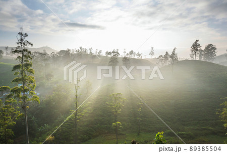 Tea plantation 89385504