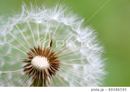タンポポの綿毛 89386595