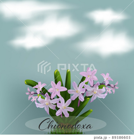 Bouquet of pink chionodoxa flowers on green foliage background, spring poster Bouquet of pink chionodoxa flowers on green foliage background, spring poster 89386603