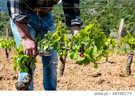 Green pruning of the vineyard in spring. Agriculture. Green pruning of the vineyard in spring. Agriculture. 89386774